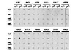 Dot-blot analysis of all sorts of methylation peptides using H3K27me1 antibody. (Histone 3 antibody  (H3K27me))
