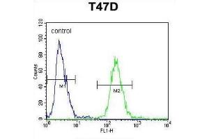 Flow Cytometry (FACS) image for anti-Fibrinogen beta Chain (FGB) antibody (ABIN3002657) (Fibrinogen beta Chain antibody)