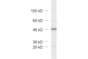 dilution: 1 : 1000, sample: rat brain homogenate (HOMER3 antibody  (AA 1-177))