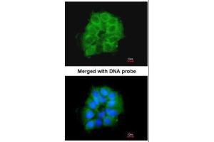ICC/IF Image Immunofluorescence analysis of paraformaldehyde-fixed A431, using COX7B2, antibody at 1:200 dilution. (COX7B2 antibody)