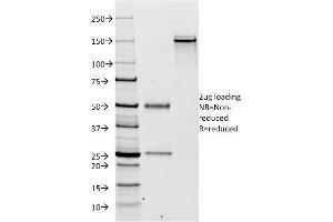 SDS-PAGE Analysis Purified Kappa Light Chain Mouse Monoclonal Antibody (KLC264). (IGKC antibody)
