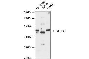 Western blot analysis of extracts of various cell lines, using KLHDC3 antibody  at 1:3000 dilution. (KLHDC3 antibody  (AA 1-382))