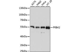 Western blot analysis of extracts of various cell lines, using PRIM2 antibody (ABIN6130291, ABIN6146164, ABIN6146166 and ABIN6215325) at 1:3000 dilution. (PRIM2 antibody  (AA 1-170))