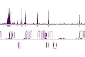 ChIP DNA-Sequencing (ChIP-seq) image for anti-Histone 3 (H3) (H3K9ac) antibody (ABIN2668415)