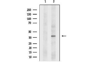 anti-Adenosylmethionine Decarboxylase 1 (AMD1) (N-Term) antibody