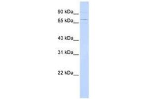 Image no. 1 for anti-Activating Transcription Factor 6 (ATF6) (AA 36-85) antibody (ABIN6742228) (ATF6 antibody  (AA 36-85))