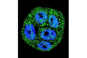 Confocal immunofluorescent analysis of MUC20 Antibody (N-term) (ABIN652399 and ABIN2837983) with WiDr cell followed by Alexa Fluor 488-conjugated goat anti-rabbit lgG (green). (MUC20 antibody  (N-Term))