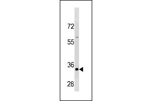 CCNB3 Antibody (C-term /) (ABIN1881172 and ABIN2843325) western blot analysis in HepG2 cell line lysates (35 μg/lane). (Cyclin B3 antibody  (C-Term))
