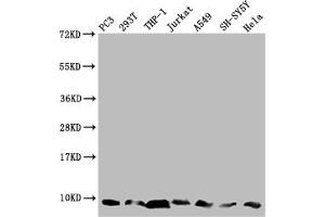 Western Blot Positive WB detected in: PC-3 whole cell lysate, 293T whole cell lysate, THP-1 whole cell lysate, Jurkat whole cell lysate, A549 whole cell lysate, SH-SY5Y whole cell lysate, Hela whole cell lysate All lanes: MP68 antibody at 1:2000 Secondary Goat polyclonal to rabbit IgG at 1/50000 dilution Predicted band size: 7, 9 kDa Observed band size: 7 kDa (C14orf2 antibody  (AA 1-58))