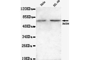 Western blot detection of JMJD6(N-terminus) in Hela and HL-60 lysates using JMJD6(N-terminus) mouse mAb (1:1000 diluted). (JMJD6 antibody  (N-Term))
