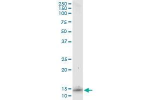 Immunoprecipitation of S100A7 transfected lysate using anti-S100A7 monoclonal antibody and Protein A Magnetic Bead , and immunoblotted with S100A7 MaxPab rabbit polyclonal antibody. (S100A7 antibody  (AA 1-101))