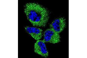 Confocal immunofluorescent analysis of UCHL1 Antibody (C-term) (ABIN1882188 and ABIN2839165) with NCI- cell followed by Alexa Fluor 488-conjugated goat anti-rabbit lgG (green). (UCHL1 antibody  (C-Term))