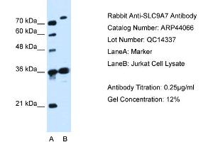 WB Suggested Anti-SLC9A7  Antibody Titration: 0. (NHE7 antibody  (N-Term))