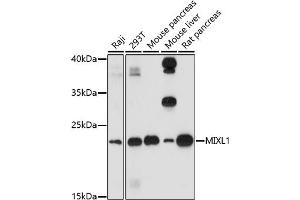 Western blot analysis of extracts of various cell lines, using MIXL1 antibody (ABIN7268667) at 1:1000 dilution. (MIXL1 antibody)