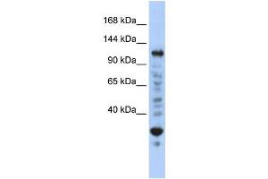 Western Blotting (WB) image for anti-Nuclear Transcription Factor, X-Box Binding 1 (NFX1) antibody (ABIN2458113) (NFX1 antibody)