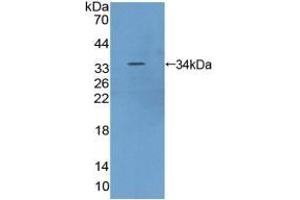 MTOR anticorps  (AA 2226-2488)