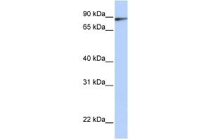 WB Suggested Anti-ILF3 Antibody Titration:  0. (Interleukin enhancer-binding factor 3 (ILF3) (C-Term) antibody)