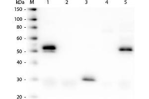 Western Blot of Anti-Rabbit IgG (H&L) (DONKEY) Antibody (Min X Bv Ch Gt GP Ham Hs Hu Ms Rt & Sh Serum Proteins) . (Donkey anti-Rabbit IgG (Heavy & Light Chain) Antibody (HRP) - Preadsorbed)