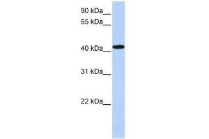 TADA1L antibody used at 1 ug/ml to detect target protein. (TADA1 antibody)