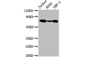Western Blot Positive WB detected in: Jurkat whole cell lysate, K562 whole cell lysate, THP-1 whole cell lysate All lanes: LCP1 antibody at 2. (LCP1 antibody  (AA 2-627))