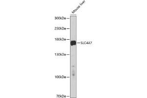 Western blot analysis of extracts of mouse liver, using SLC4 antibody (ABIN6128770, ABIN6148017, ABIN6148018 and ABIN6214460) at 1:1000 dilution. (SLC4A7 antibody  (AA 240-400))