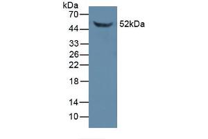 Figure. (FKBP5 antibody  (AA 2-456))