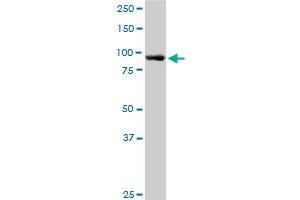 ASCC2 MaxPab polyclonal antibody. (ASCC2 antibody  (AA 1-757))
