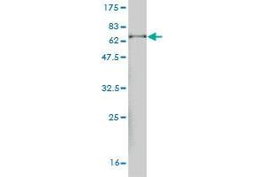 Western Blot detection against Immunogen (69.
