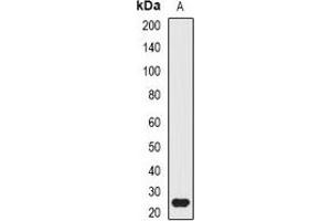 Western blot analysis of ATG10 expression in mouse small intestine (A) whole cell lysates. (ATG10 antibody)