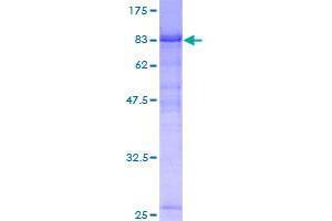 C9orf86 Protein (AA 1-477) (GST tag)