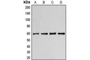 Western blot analysis of Cyclin B1 (pS126) expression in HT29 nocodazole-treated (A), Jurkat (B), HeLa (C), Raw264. (Cyclin B1 antibody  (pSer126))