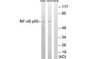 Western blot analysis of extracts from K562/RAW264. (NF-kB p65 antibody  (AA 249-298))
