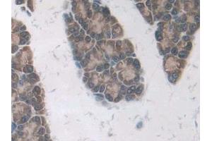 DAB staining on IHC-P; Samples: Rat Pancreas Tissue (MOK antibody  (AA 1-237))
