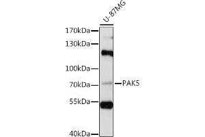 Western blot analysis of extracts of U-87MG cells, using P antibody (ABIN7269143) at 1:1000 dilution. (PAK7 antibody  (AA 600-700))