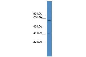 U2AF2 antibody used at 0. (U2AF2 antibody  (C-Term))