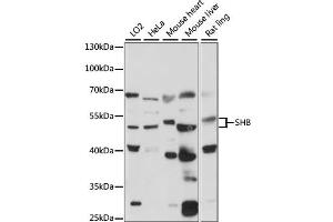 Western blot analysis of extracts of various cell lines, using SHB antibody (ABIN7270563) at 1:1000 dilution. (SHB antibody  (AA 300-400))