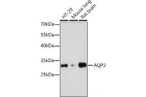 Western blot analysis of extracts of various cell lines using AQP3 Polyclonal Antibody at dilution of 1:1000. (AQP3 antibody)