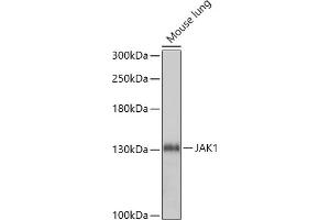 Western blot analysis of extracts of Mouse lung, using J antibody (ABIN7268038) at 1:1000 dilution. (JAK1 antibody  (AA 120-380))