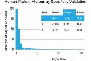 Analysis of HuProt(TM) microarray containing more than 19,000 full-length human proteins using recombinant TP53 antibody (clone rBP53-12). (p53 antibody  (N-Term))