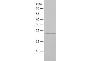 Western Blotting (WB) image for Adiponectin (ADIPOQ) (AA 18-247) protein (His tag) (ABIN7121727) (ADIPOQ Protein (AA 18-247) (His tag))