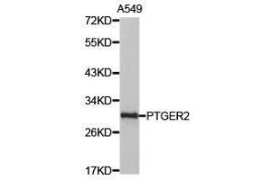 Western Blotting (WB) image for anti-Prostaglandin E Receptor 2 (Subtype EP2), 53kDa (PTGER2) antibody (ABIN1874408)