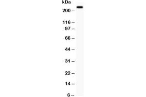 Western blot testing of MUC4 antibody and PC12 lysate (MUC4 antibody  (AA 1249-1444))