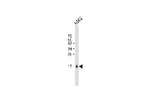 K562 cell lysate (20ug) probed with bsm-51038M MCFD2 (165CT13. (MCFD2 antibody)