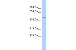 FAM81A antibody used at 1 ug/ml to detect target protein. (FAM81A antibody  (N-Term))