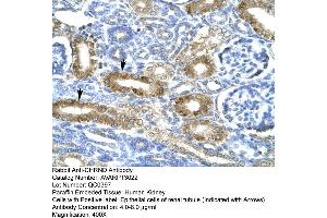 Human kidney (CHRND antibody  (N-Term))