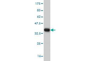 STK4 antibody  (AA 391-485)