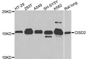 Western blot analysis of extracts of various cell lines, using CISD2 antibody. (CISD2 antibody)
