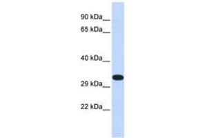 Image no. 1 for anti-Kinesin Family Member 25 (KIF25) (N-Term) antibody (ABIN6740359) (KIF25 antibody  (N-Term))