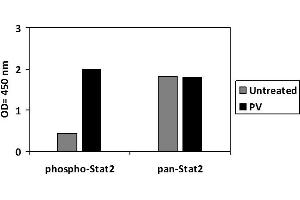 STAT2 ELISA Kit