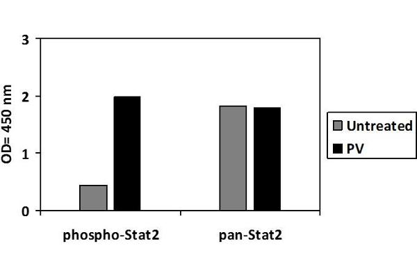 STAT2 ELISA Kit